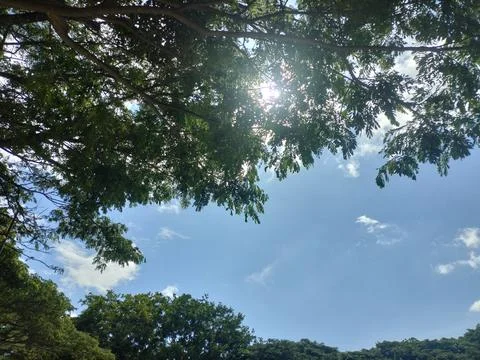 Leaf Frame Sky View Stock Photos