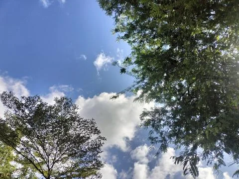 Leaf Frame Sky View Stock Photos
