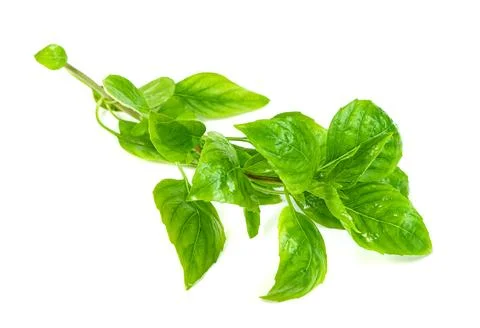 Leaf fresh basil isolated on white background ,Green leaves pattern Stock Photos