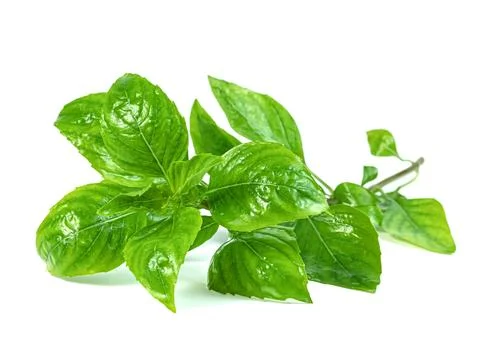 Leaf fresh basil isolated on white background ,Green leaves pattern Stock Photos