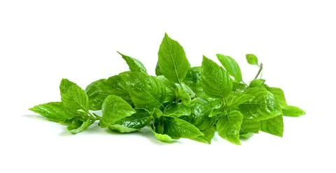 Leaf fresh basil isolated on white background ,Green leaves pattern Stock Photos