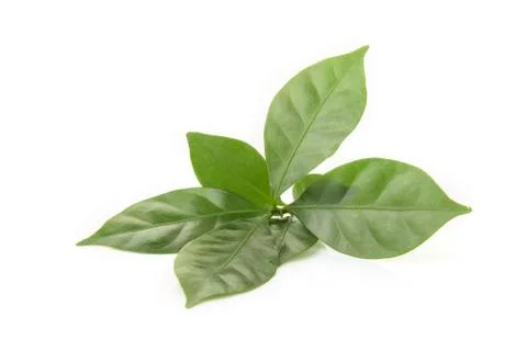 Leaf fresh coffee on white background 写真素材