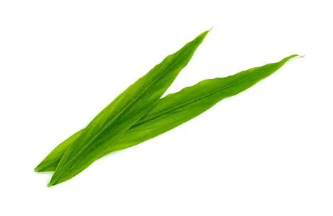 Leaf fresh ginger isolated on white background ,Green leaves pattern Stock Photos