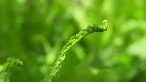 Leaf of fresh green fern in spring forest. Stock Footage 134672078