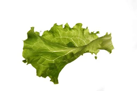 Leaf fresh lettuce Stock Photos
