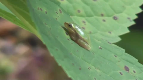 Leaf Frog 2 Stockbeeldmateriaal 26435591