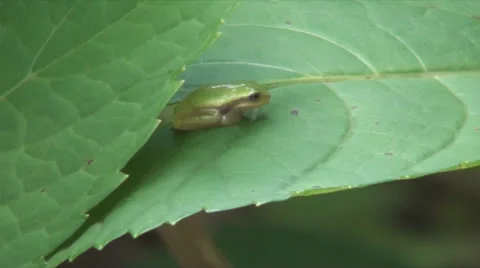 Leaf Frog Stockbeeldmateriaal 26362404