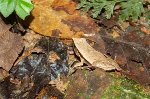 Leaf frog on the rainforest floor in Brazil Stock Photos