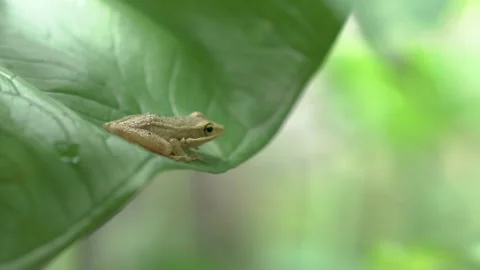 A leaf frog relaxes on a taro leaf Stock Footage 329561336