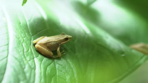 A leaf frog shelters on a taro leaf during the day. Stock Footage 329561346