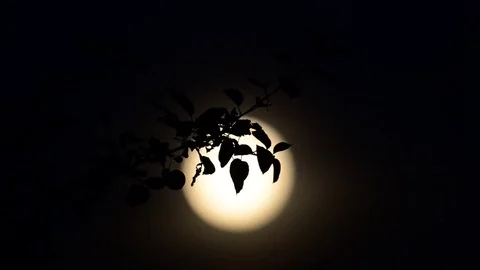 Leaf in front of the moon Stock Footage 75806932