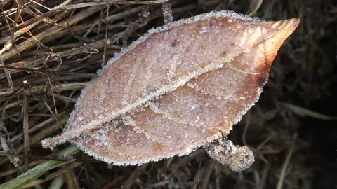Leaf with frost Video stock 148486400