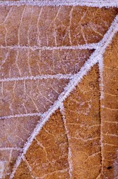 Leaf with frost pattern Fotos Stock