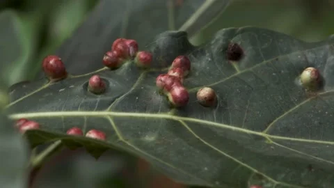 Leaf Galls Stock Footage 163481218