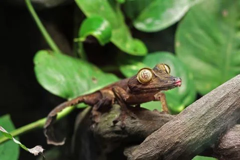 A Leaf Gecko, perched on a branch Stock Photos