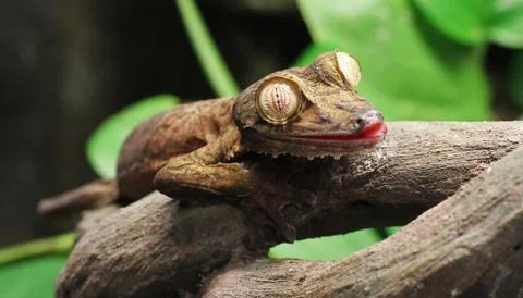 A Leaf Gecko, perched on a branch Stock Photos