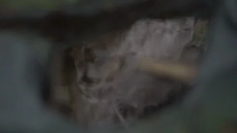 Leaf Gently Drops into Still Puddle in Woods Video stock 311668916