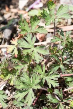 Leaf of Geranium carolinianum Stock Photos