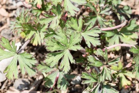 Leaf of Geranium carolinianum Stock Photos