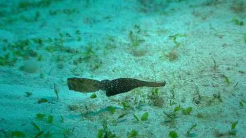 Leaf Ghost Pipefish Stock Footage 86493821