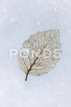 Leaf in glacial ice on the Root Glacier, Wrangell-St. Elias National Park and Pr Stock Photos