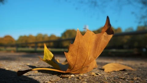 Leaf In The Golden Hour Stock Footage 96523219