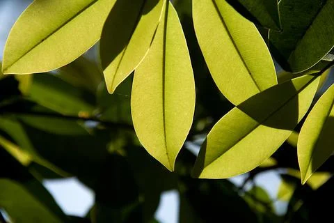 Leaf Grains against Light Stock Photos