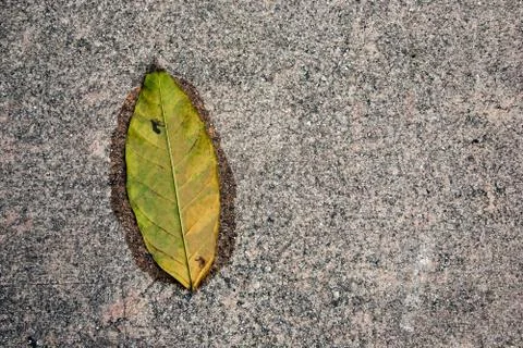 Leaf on granite floor Stock Photos