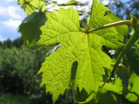 Leaf of grape Stock Photos