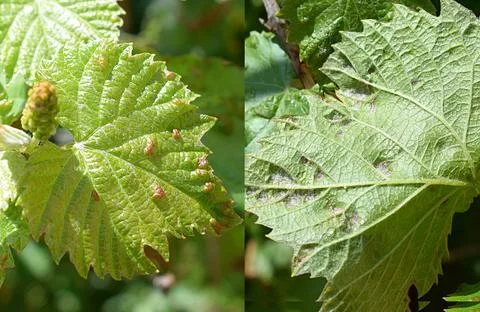 Leaf of grapes damaged by a spider mite, front and back sides. Stock Photos