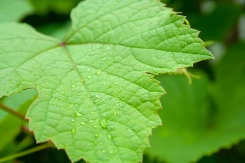Leaf of grapes with drops Stock Photos