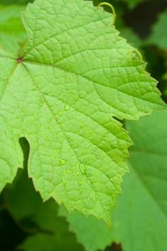 Leaf of grapes with drops Stock Photos
