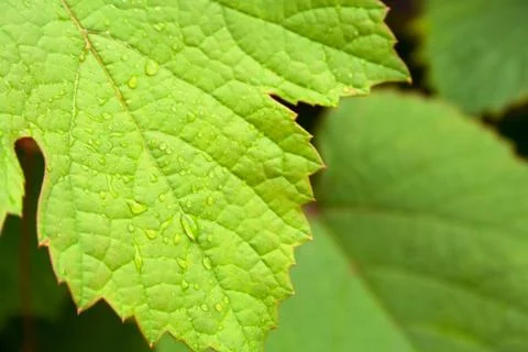 Leaf of grapes with drops Stock Photos