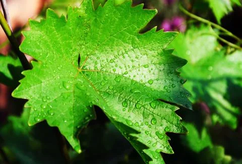 Leaf of grapes Stock Photos