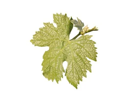 Leaf of grapes. Stock Photos