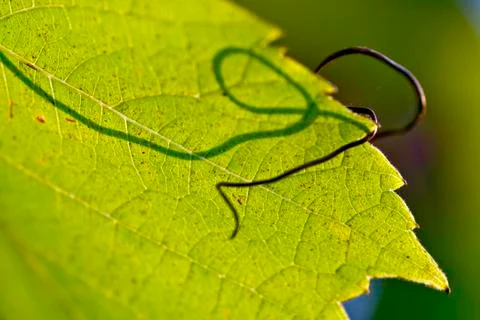 Leaf of grapevine Stock Photos