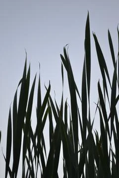 Leaf, grass against the sky Stock Photos