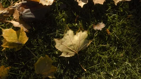 Leaf is on the grass and there are many leaves on the ground Stock Footage 309770302
