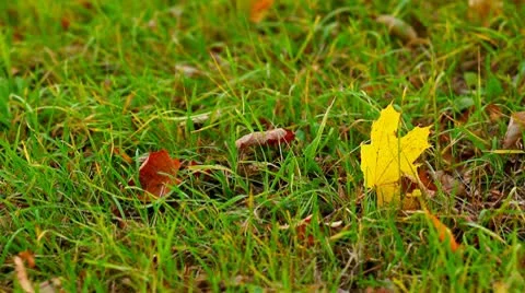 A leaf in the grass. Video stock 8915669