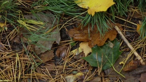 Leaf on grass Stock Footage 81363365