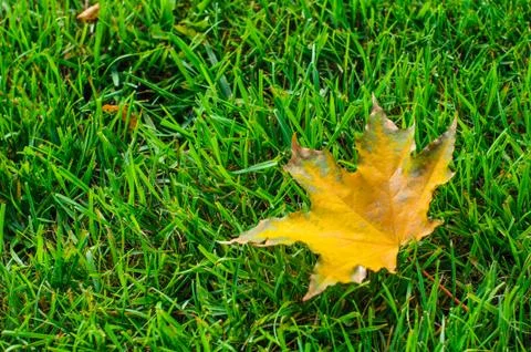 Leaf on grass Stock Photos