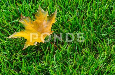 Leaf on grass Stock Photos
