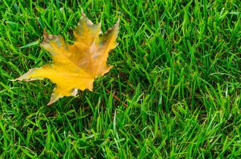 Leaf on grass Фото