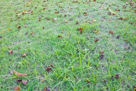 Leaf grass Stock Photos