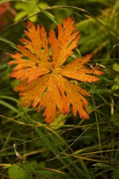 Leaf in the grass Stock Photos