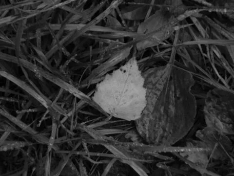 Leaf on the grass Stock-Fotos