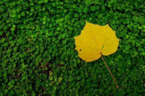 Leaf on grass Foto stock