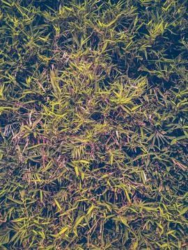 Leaf grass 写真素材