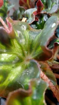 Leaf grass Stock Photos