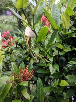 Leaf grasshopper Stock Photos
